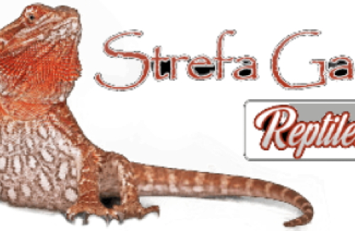 Terrarium na zamówienie - Strefa Gadów Reptile Zone